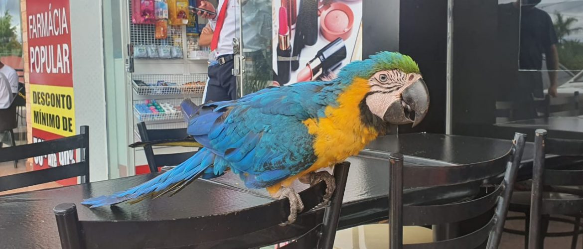 Arara pousa em restaurante e é capturada pela PM, em Águas Claras