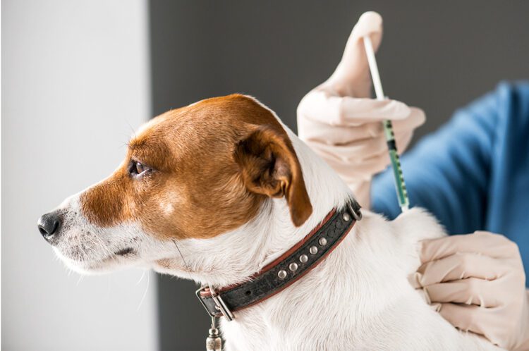 Vacinação antirrábica para cães e gatos