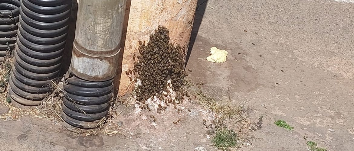 Enxame de abelhas na Quadra 101 em Águas Claras