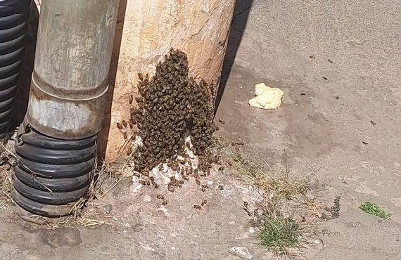 Enxame de abelhas na Quadra 101 em Águas Claras