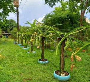 Plantação de Pitayas por voluntário