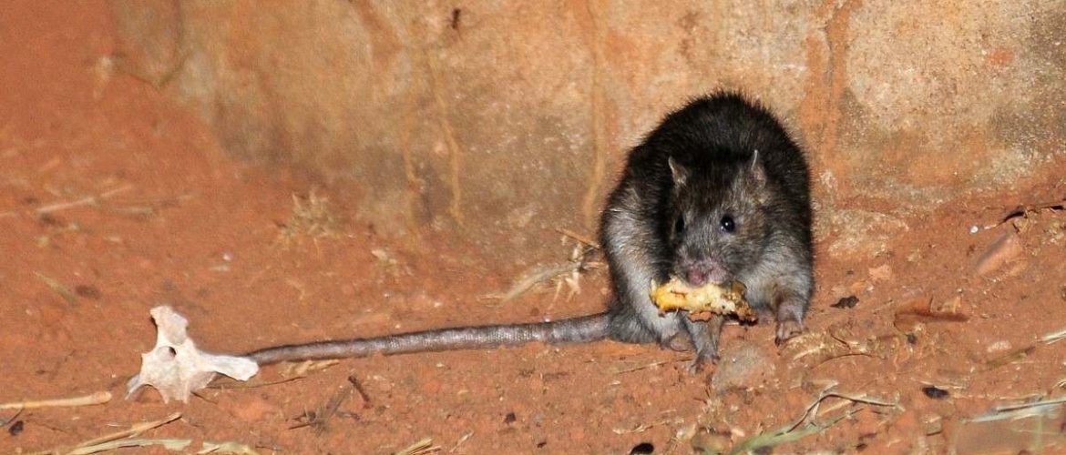 Homem encontra e captura rato gigante do tamanho de um 'cachorro' em seu  jardim