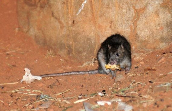 Aumenta a presença de ratos e pombos em Águas Claras