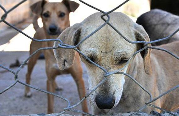 Dezembro Verde: conscientização contra abandono de animais