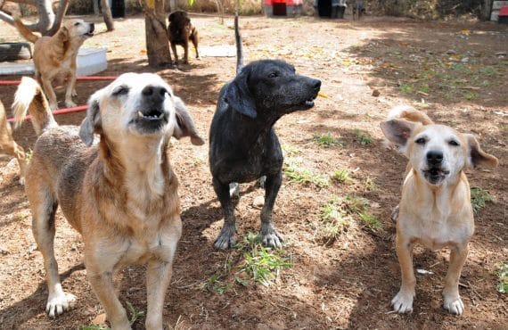 Castração Gratuita para Pets: 1,6 Mil Vagas