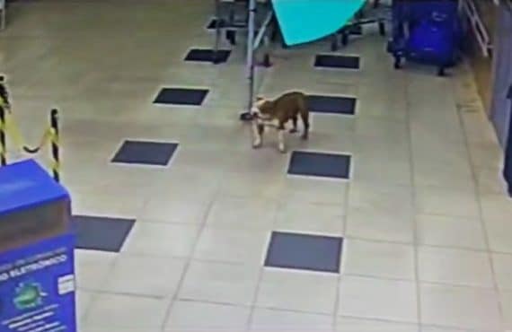 Homem abandona cachorro em mercado em Águas Claras