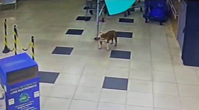 Homem abandona cachorro em mercado em Águas Claras