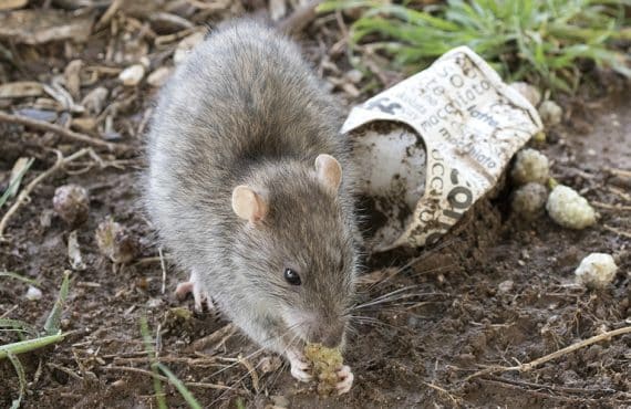 Ratos em Águas Claras: um problema histórico da cidade